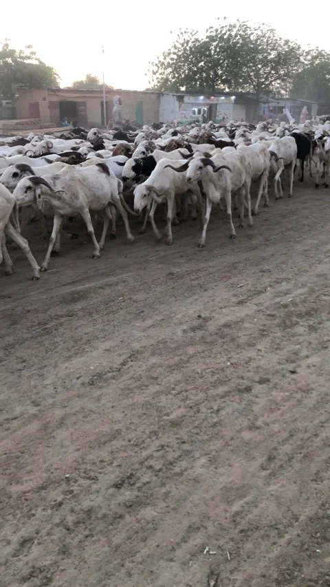 These sheep are heading to the cattle market. They are accom Stock Footage 222441394
