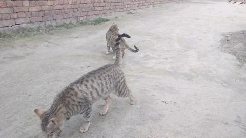 These two cat are playing on the ground Stock Photos