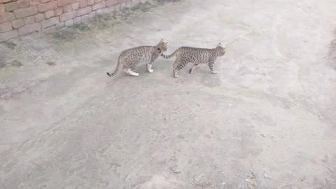These two cat are playing on the ground Stock Photos