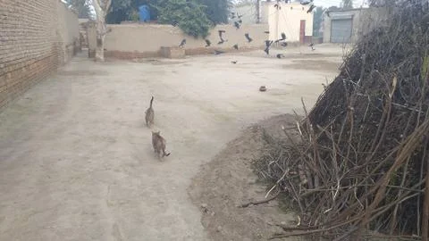 These two cat are playing on the ground Foto stock