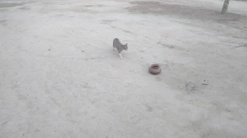 These two cat are playing on the ground Foto stock