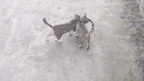 These two cat are playing on the ground Stock Photos