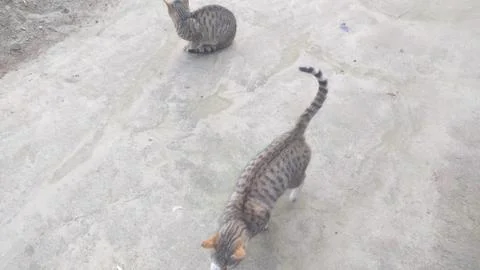 These two cat are playing on the ground 写真素材
