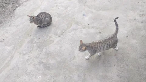These two cat are playing on the ground Foto stock