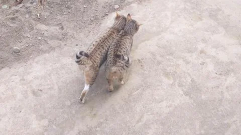 These two cat are playing on the ground Stock Photos