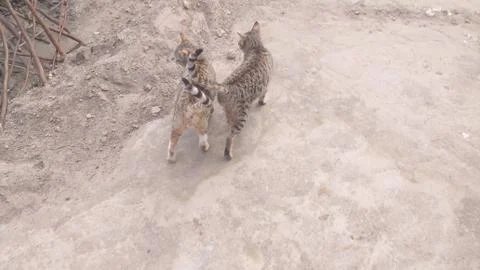 These two cat are playing on the ground Foto stock