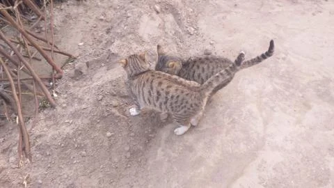 These two cat are playing on the ground Stock Photos