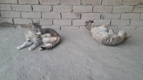 These two cat are playing on the ground Stock Photos