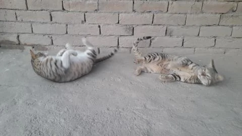 These two cat are playing on the ground Foto stock