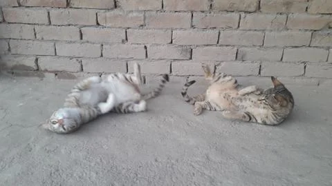These two cat are playing on the ground Foto stock