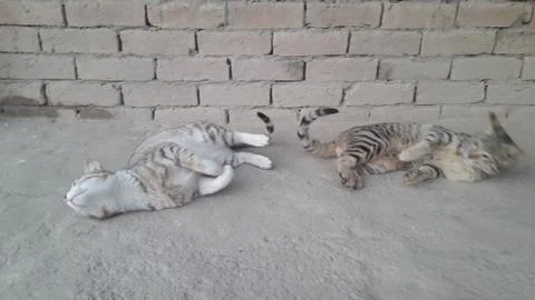 These two cat are playing on the ground Foto stock