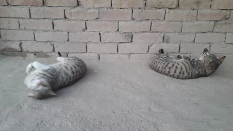 These two cat are playing on the ground Foto stock
