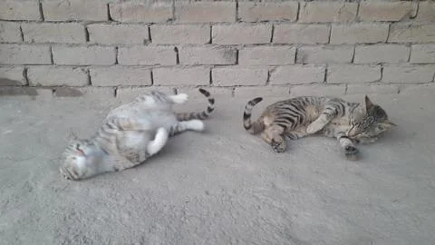These two cat are playing on the ground 写真素材