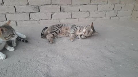 These two cat are playing on the ground Stock Photos