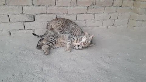These two cat are playing on the ground 写真素材
