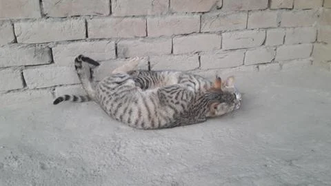 These two cat are playing on the ground Foto stock