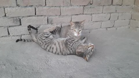 These two cat are playing on the ground Foto stock