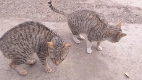 These two cat Standing  on the ground Stock Photos