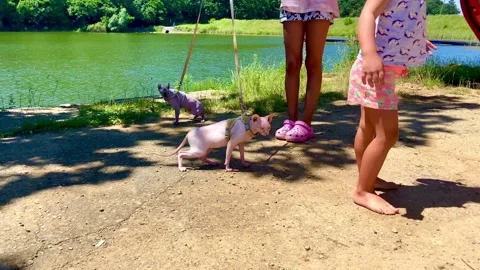 These two cats are being walked by children near the  lake. Stock Footage 249869450