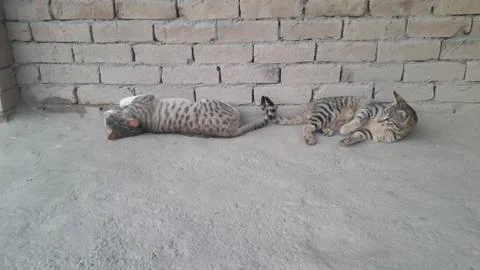 These two cats are setting on the ground with wounder full action Foto stock