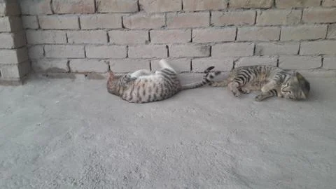 These two cats are setting on the ground with wounder full action Foto stock