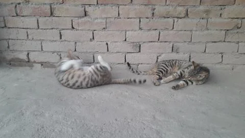 These two cats are setting on the ground with wounder full action Foto stock