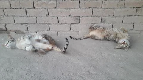 These two cats are setting on the ground with wounder full action Foto stock