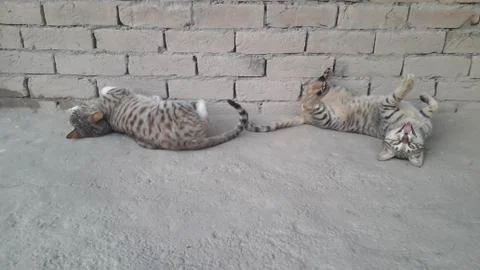 These two cats are setting on the ground with wounder full action Stock Photos