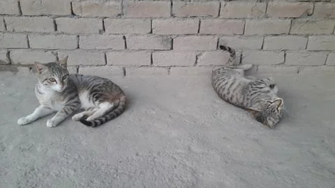 These two cats are setting on the ground with wounder full action 写真素材