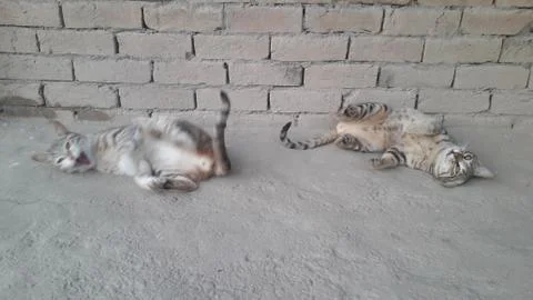 These two cats are setting on the ground with wounder full action Stock Photos