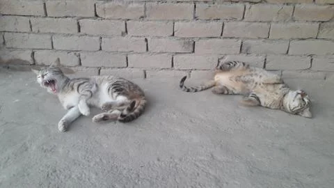 These two cats are setting on the ground with wounder full action Stock Photos
