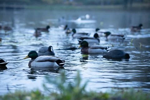 They are beautiful and calm Stock Photos