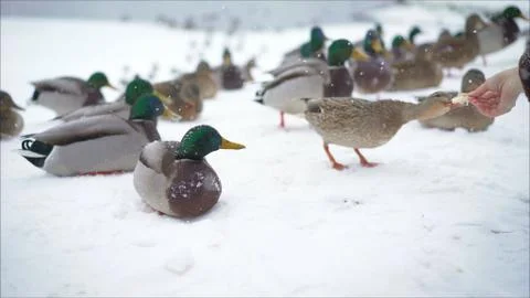 They feed the ducks in the winter in the park. Foto stock