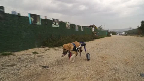 They make the crippled dog run Stock Footage 224127984