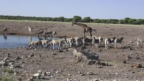 They settle and resume drinking; giraffe present — Part 48 Stock Footage 320846403