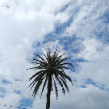 Thia image contains clouds, a tree and blue sky Stock Photos