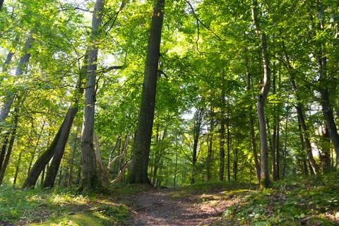Thic forest with tall green deciduous trees Stock Photos