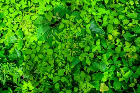 Thich Forest UnderGrowth Foto stock