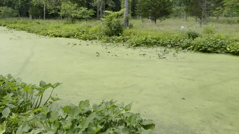 Thick algae bloom makes river look like solid green mass Stock Footage 329129330