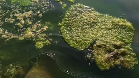 Thick algae floating on river water over submerged rocks in a moving POV Stock Footage 346765091