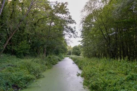 Thick algae growing on top of a river Stock Photos
