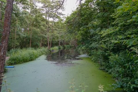 Thick algae growing on top of a river Stock Photos