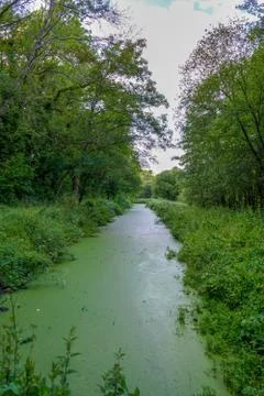 Thick algae growing on top of a river Foto stock