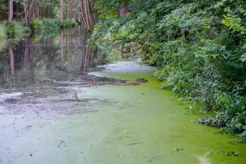 Thick algae growing on top of a river Stock Photos