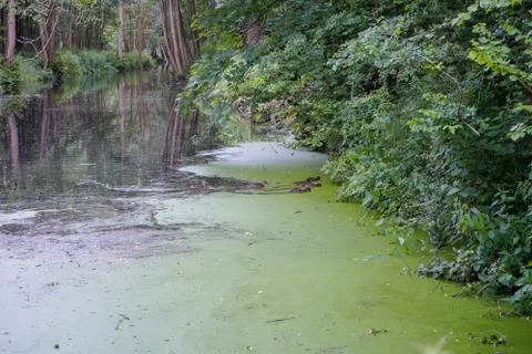 Thick algae growing on top of a river Stock Photos