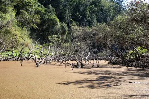Thick Algae Swamp Foto stock