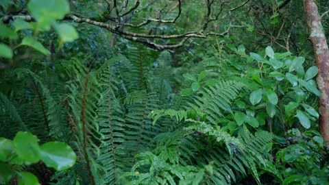 Thick and lush vegetation in forest or jungle with ferns and tree branches Stock Footage 289417061