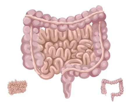 Thick and small intestine. Human organs. Vector illustration. Illustrazione stock