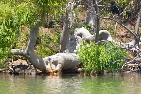 Thick and weird Baobab Tree at Lake Baringo in Kenya. Stock Photos