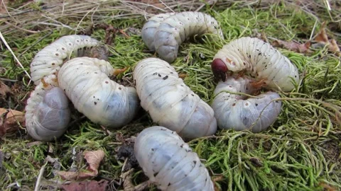 Thick and white larvae of the stag beetle are buried under the moss of many Video stock 287232080